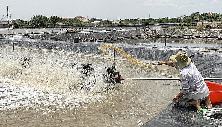 So với  thời điểm trước tết cổ truyền, mỗi kg tôm thẻ giá sụt giảm từ 50.000 - 70.000 đồng/kg.