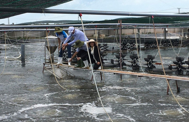 Những ngày qua giá tôm thẻ (nuôi công nghệ cao) giảm mạnh khiến người nuôi tôm khó khăn.
