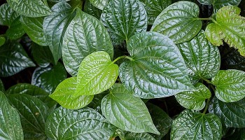 Những cách chữa gai cột sống bằng lá lốt không phải ai cũng biết