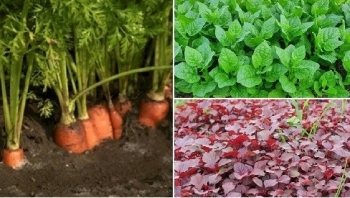 3 loại rau được ví như “thuốc tăng trưởng”, canxi gấp 3 lần sữa