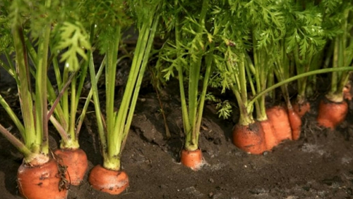 3 loại rau được ví như “thuốc tăng trưởng”, canxi gấp 3 lần sữa