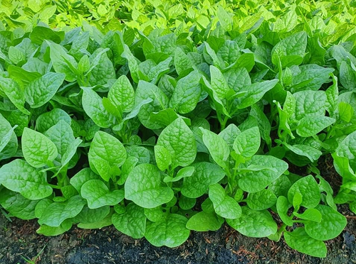 3 loại rau được ví như “thuốc tăng trưởng”, canxi gấp 3 lần sữa