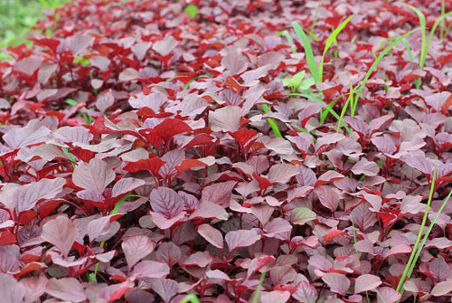 3 loại rau được ví như “thuốc tăng trưởng”, canxi gấp 3 lần sữa