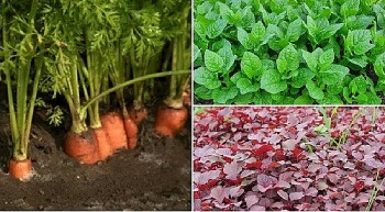 3 loại rau được ví như “thuốc tăng trưởng”, canxi gấp 3 lần sữa