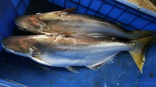 Loài cá nổi tiếng “nhát chết” là đặc sản ở Việt Nam, ăn cực kỳ tốt cho sức khỏe, giá lên tới 500.000 đồng/kg