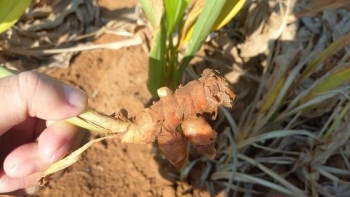 Loại củ được ví như "thần dược" giúp trẻ hóa, vì sao đến vụ vẫn bỏ vàng ruộng, đỏ mắt ngóng người mua?