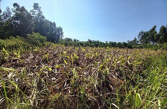 Nghệ đã già, ngã ngoài đồng nhưng người dân vẫn chưa thu hoạch.