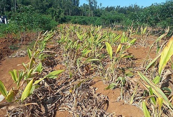 Trên cánh đồng không có một ai đi đào nghệ vì không có người mua.