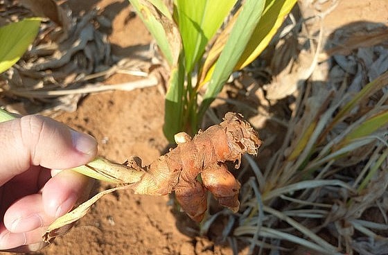 Củ nghệ được trồng trên đất đồi ven biển xã Bình Châu, huyện Bình Sơn.  