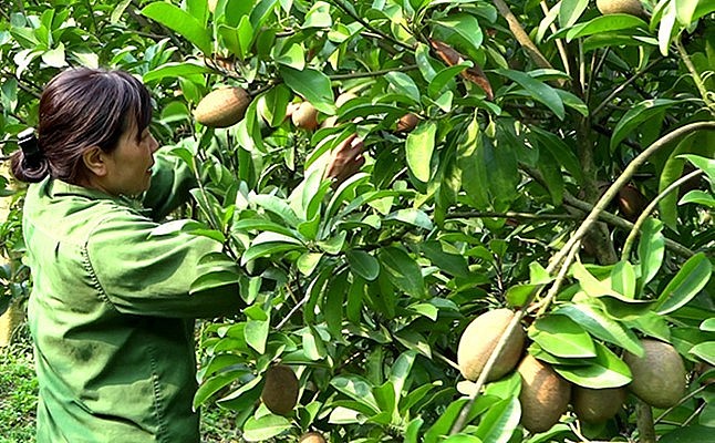 Người dân thị trấn Nông trường Trần Phú, huyện Văn Chấn, tỉnh Yên Bái thu hoạch hồng xiêm xoài.
