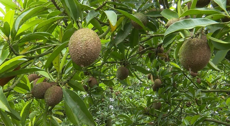 Với giá bán trung bình đạt 20.000 đồng/kg, năm 2022, chị Giang có thu nhập 200 triệu đồng từ hồng xiêm xoài.