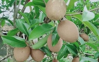 Bỏ cam quýt trồng loại cây cho quả ngọt lịm lại cực tốt với sức khỏe, bói vụ đầu đã thu 200 triệu