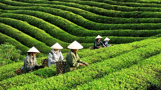 Xuất khẩu chè 4 tháng chỉ đạt 30 nghìn tấn