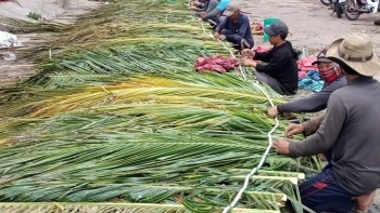 Làm nhà dụ cá nục, cá chỉ vàng, bạc má... vào ở, ngư dân Bình Thuận đánh bắt trăm ngàn tấn cá mỗi năm
