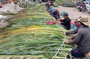 Làm nhà dụ cá nục, cá chỉ vàng, bạc má... vào ở, ngư dân Bình Thuận đánh bắt trăm ngàn tấn cá mỗi năm