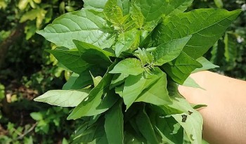 4 loại rau “trường thọ” mọc xung quanh chúng ta tốt hơn cả "nhân sâm"