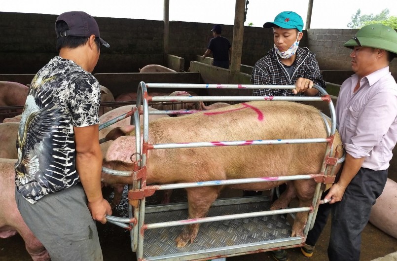 Giá heo hơi hôm nay 08/5, thị trường cả nước đi ngang trong khoảng 51.000 - 55.000 đồng/kg. 