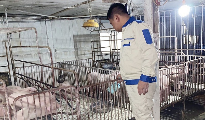 Giá heo hơi hôm nay 08/5, duy trì ở mức thấp người nuôi heo thua lỗ nên rất khó để tái đàn.