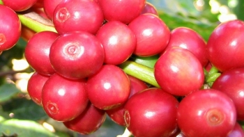 Giá nông sản hôm nay 08/5: Cà phê bứt phá mạnh trên sàn kỳ hạn, hồ tiêu vọt lên đỉnh 74.000 đồng/kg