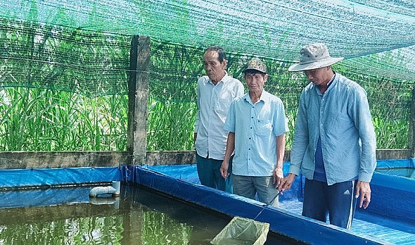 đang nuôi cá bảy màu trong 50 hồ xi măng