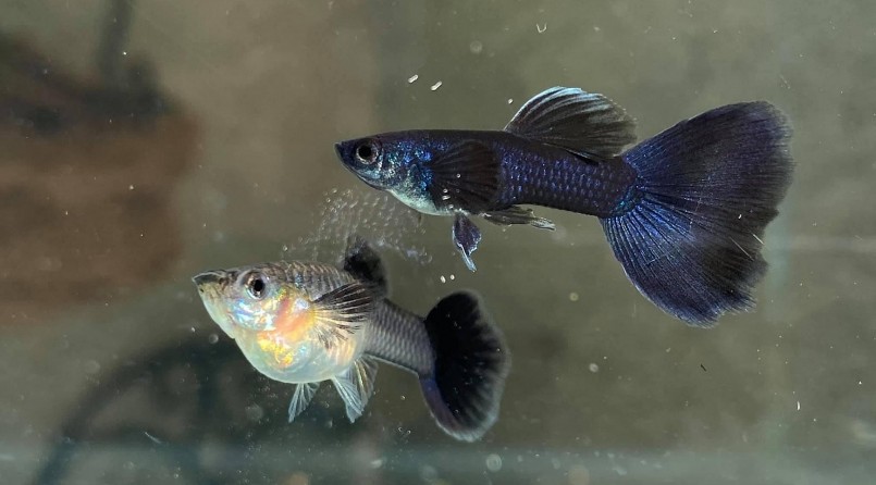 Hiện, có 2 giống cá bảy màu được quan tâm nhiều nhất tại Việt Nam, đó chính là cá bảy màu Nhật Bản và cá 7 màu Thái.