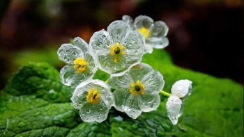 Siêu thực vật quý hiếm nhất hành tinh nở hoa trong suốt biết 'biến hình' khi mưa xuống