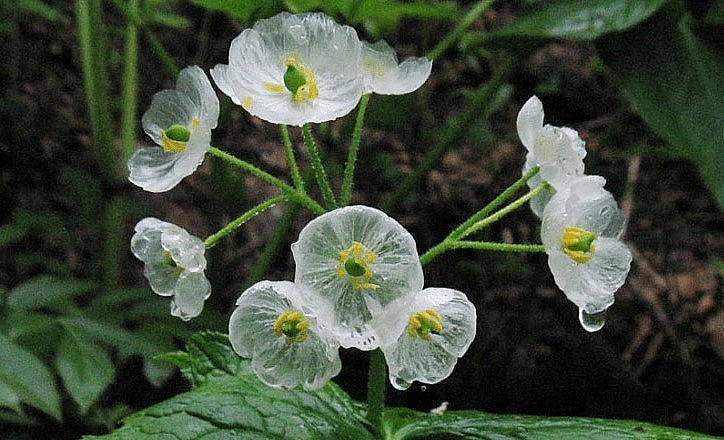 Được nhìn thấy tận mắt hoa diệp hà sơn một lần trong đời chính là điều may mắn mà nhiều người mơ ước.