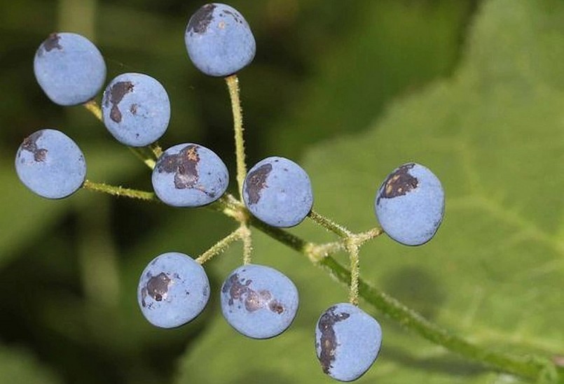 Nụ của diệp hà sơn cũng rất đẹp, nhìn hấp dẫn như chùm nho.