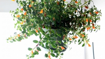 Cây cảnh lá xanh bóng nở ra đàn cá vàng tuyệt đẹp và còn một điều bí mật mà ai cũng mong muốn