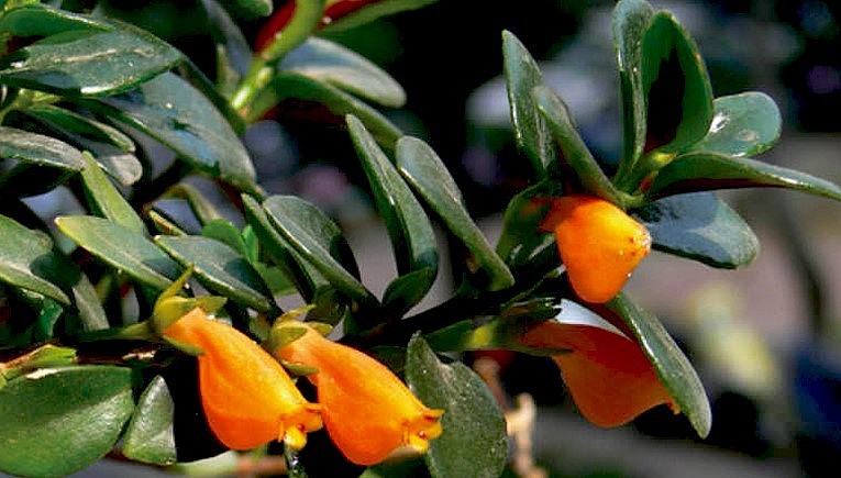 mang ý nghĩa đem lại sự may mắn, dư giả quanh năm.