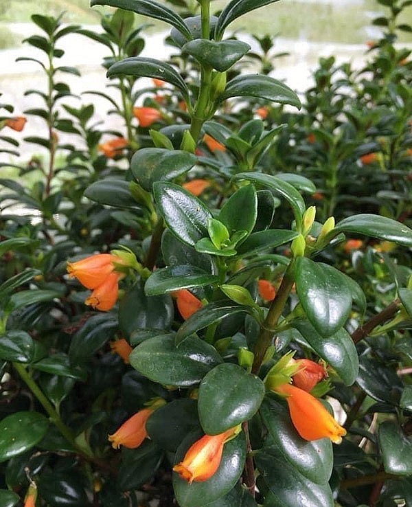 Cây cá vàng cũng dễ trồng và chăm sóc.