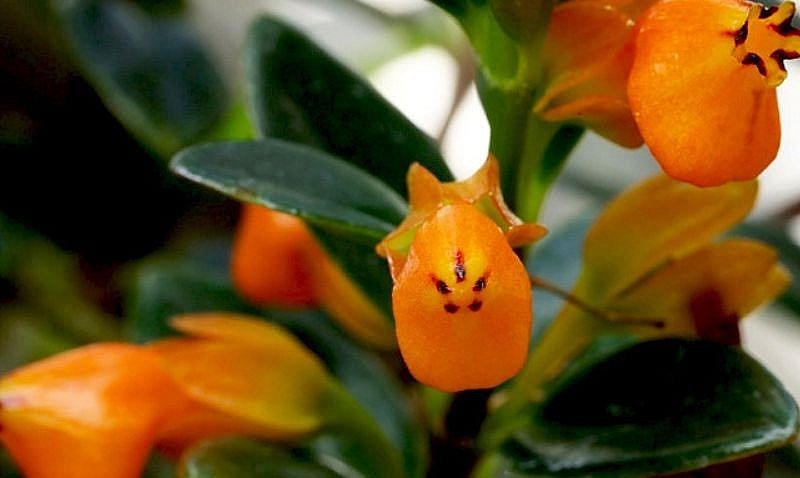 BBoong hoa màu vàng cam như đàn cá vàng rất đẹp mắt.