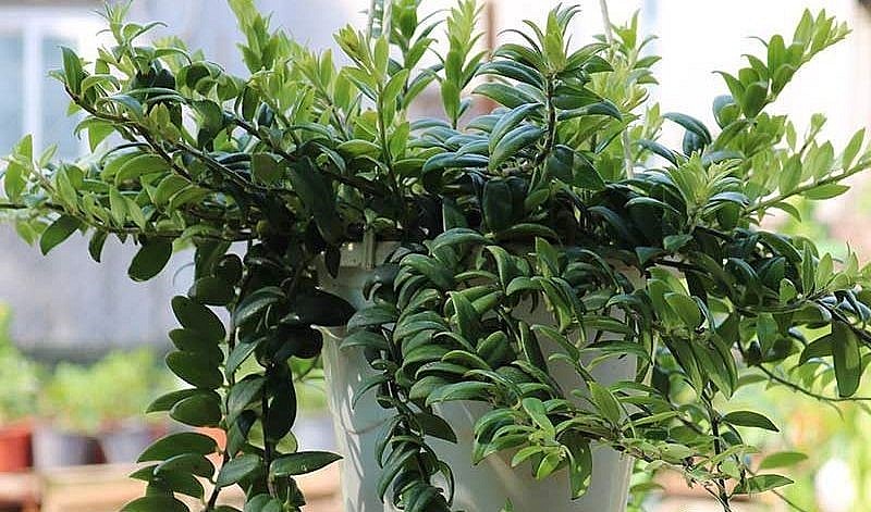 Cây cá vàng có lá xanh bóng.