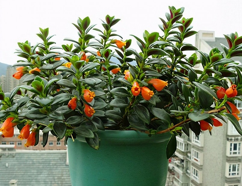 Khi nở chùm hoa như đàn cá vàng bơi lượn.