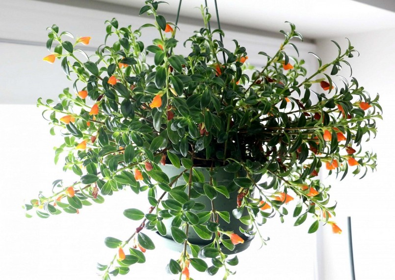 Cây cảnh cá vàng mang tới vẻ đẹp độc đáo và ý nghĩa về sự đầy đủ, sung túc.