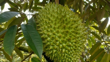 Lần đầu tiên sầu riêng Việt xuất khẩu thị trường Anh, cánh cửa châu Âu liệu có rộng mở?