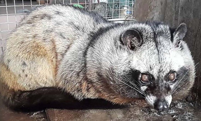 Nuôi chồn hương công đoạn khó nhất là phối giống. 