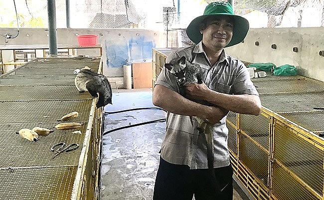 Trại nuôi chồn hương của anh Võ Văn Thuận thu về 1,4 tỷ đồng/năm.