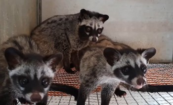 Nông dân đất võ nuôi chồn hương bán 40 triệu/cặp giống, thu 1,4 tỷ mỗi năm