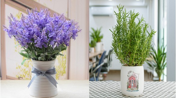 5 loại cây vừa thơm vừa đẹp, trồng một chậu trong nhà muỗi “mềm nhũn chân” không dám đến gần