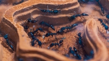 Kinh ngạc với "vương quốc" kiến cảnh, có con trị giá vài chục triệu và tuyệt kỹ thuần hóa kiến khủng