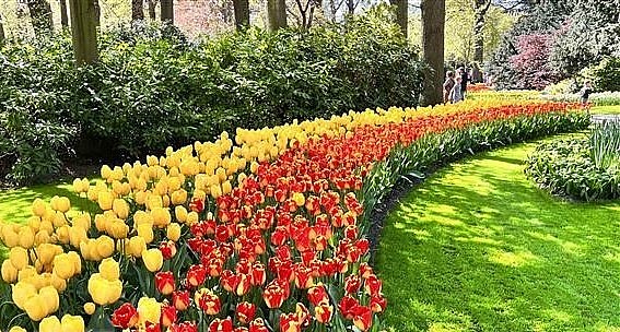 Nhiều loại hoa tuylip khoe sắc tại vườn hoa Keukenhof ở Hà Lan.