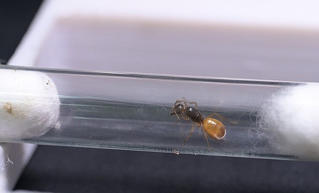 Một con kiến chúa có giá tiền triệu.