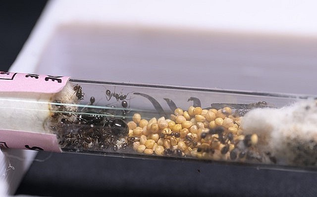 Kiến chúa sẽ được đưa vào nuôi ống nghiệm chờ sinh ra trứng và ấu trùng.