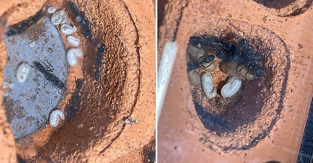 Cận cảnh một số mẫu tank kiến của Hiếu.