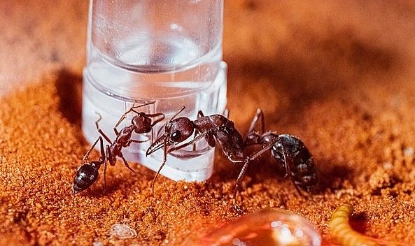 Nghề nuôi kiến cảnh được nhiều bạn trẻ yêu thích.