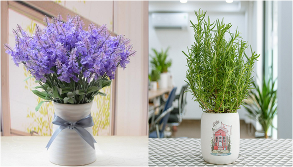 5 loại cây vừa thơm vừa đẹp, trồng một chậu trong nhà muỗi “mềm nhũn chân” không dám đến gần