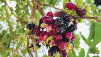 Những loại trái cây gói trọn tuổi thơ của người miền Tây