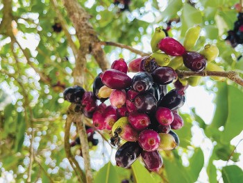 Những loại trái cây gói trọn tuổi thơ của người miền Tây