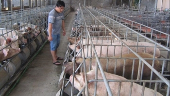 Giá heo hơi hôm nay 9/5: Tăng đồng loạt cao nhất 2.000 đồng/kg, động lực nào đẩy giá heo lên ngưỡng 60.000 đồng/kg?